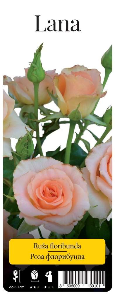 Beautiful Pink Floribunda Rose