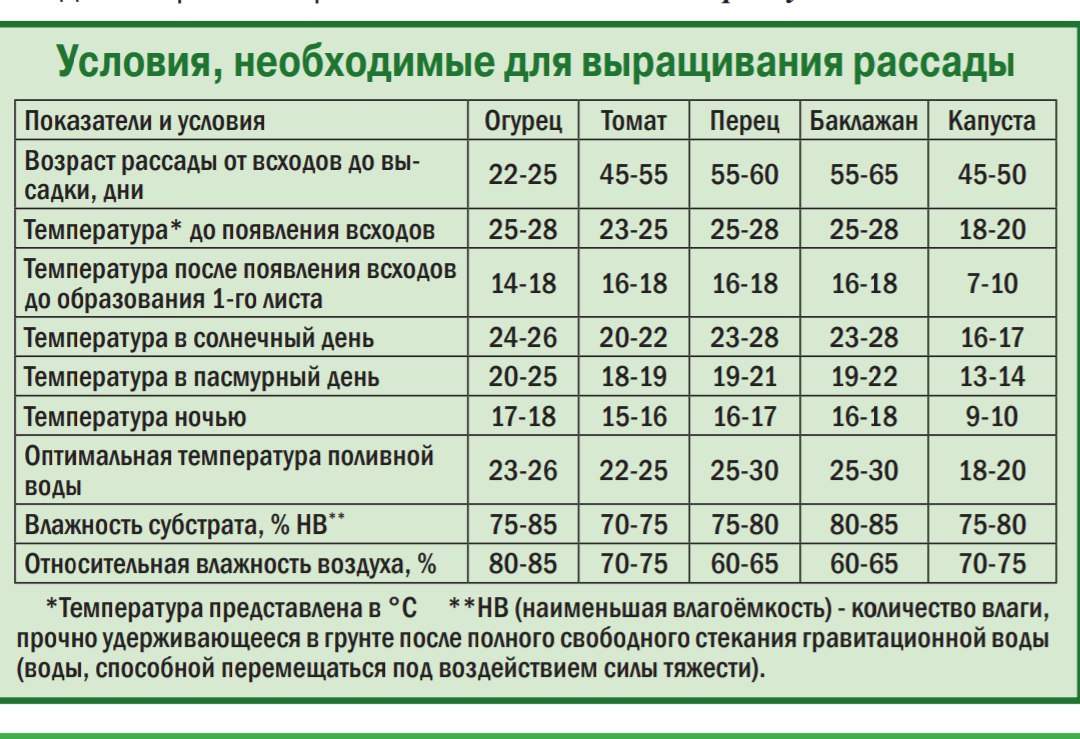 Минимальная температура для рассады томатов