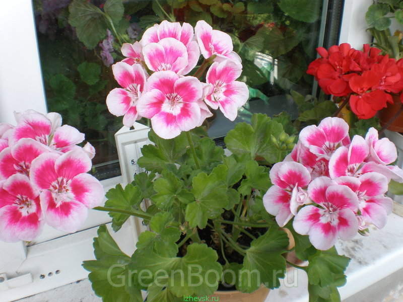 Пеларгония Flower Fairy White Splash