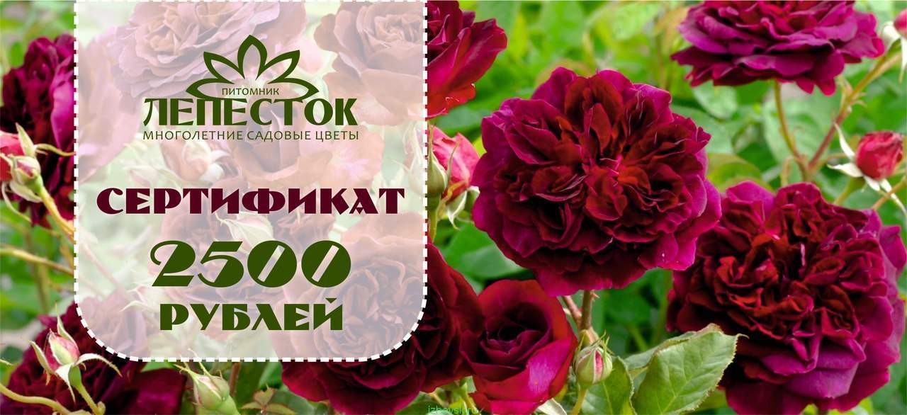 Питомник роз акиевых