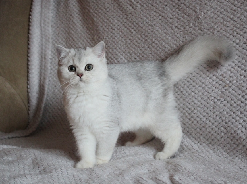 Купить Котенка Породы Шиншилла В Воронеже В