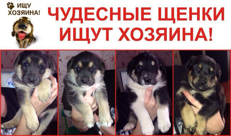 Где щенки. Новорожденные тигровые щенки. Возьму щенка в добрые руки. Щенок полтора месяца. Найден щенок курган в контакте.