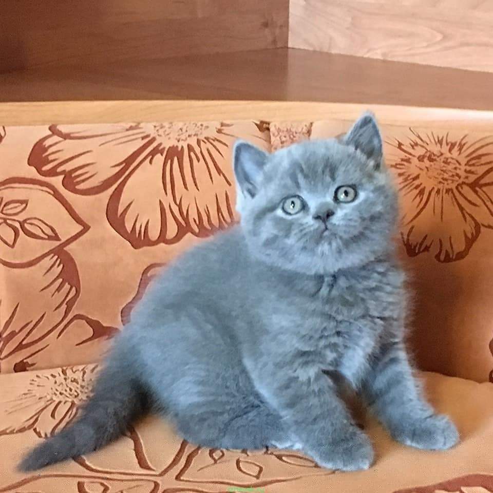 Купить Шотландскую Вислоухую Котенка Авито Пермь