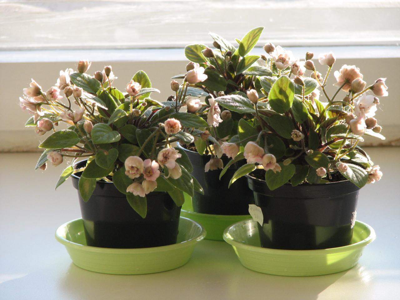Фиалка Pink Mint