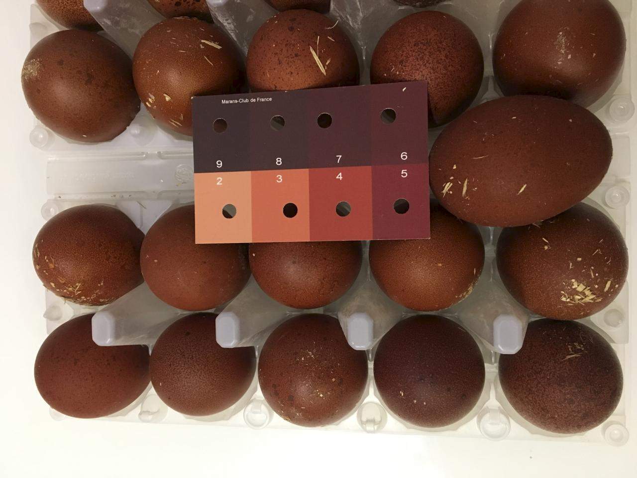 Инкубационное яйцо марана купить. Маран черно медный яйца. Шкала цвета яйца Марана. Шкала цвета яиц кур Маран. Яйца марала.