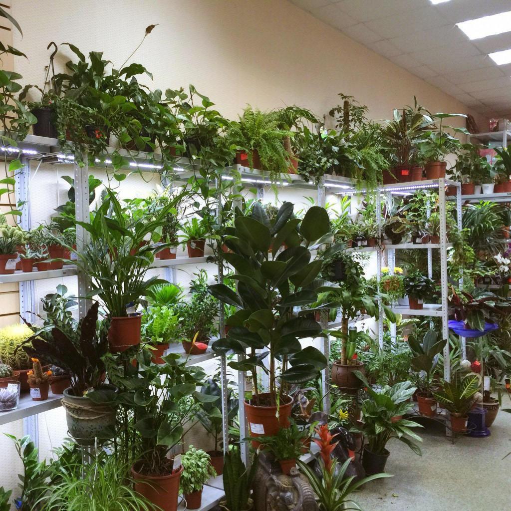 Авито Купить Цветы Комнатные Дзержинск Нижегородская