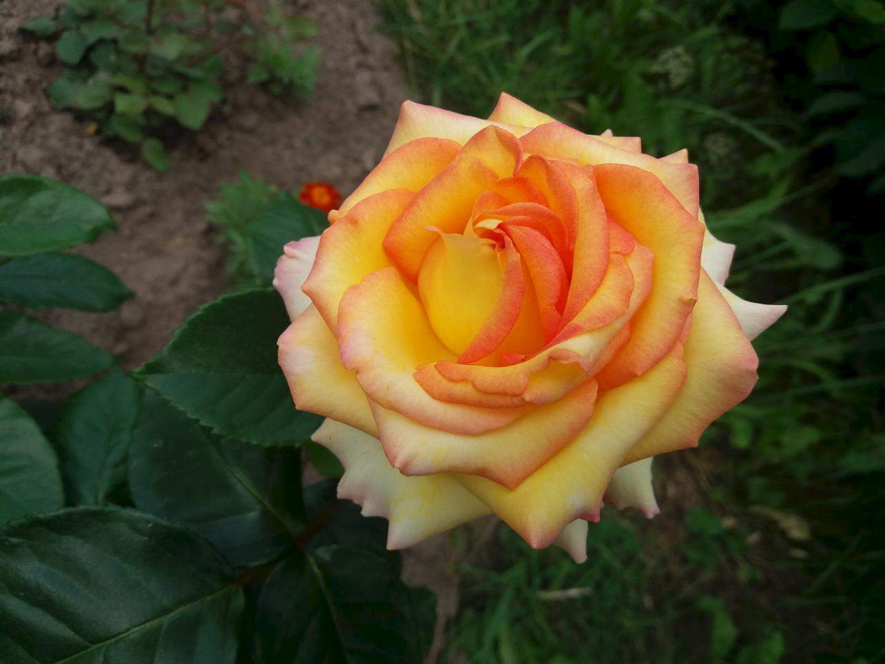 Роза Эсмеральда (20-40см/с3,5)