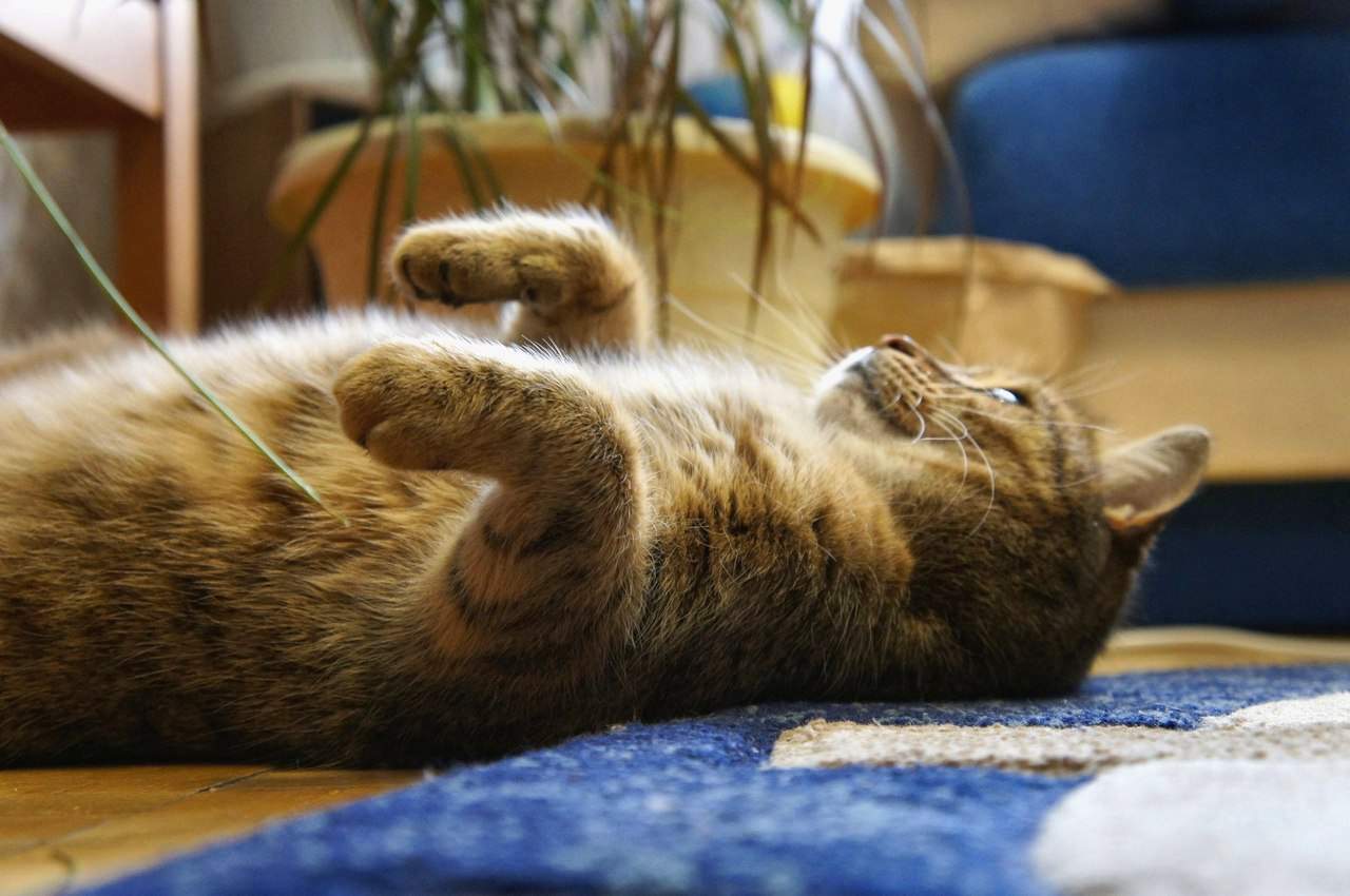 Песни эй лежебоки вставать. Лежебока. Лежебока фото. Кот Лежебока Мем. Коты лежебоки фото.