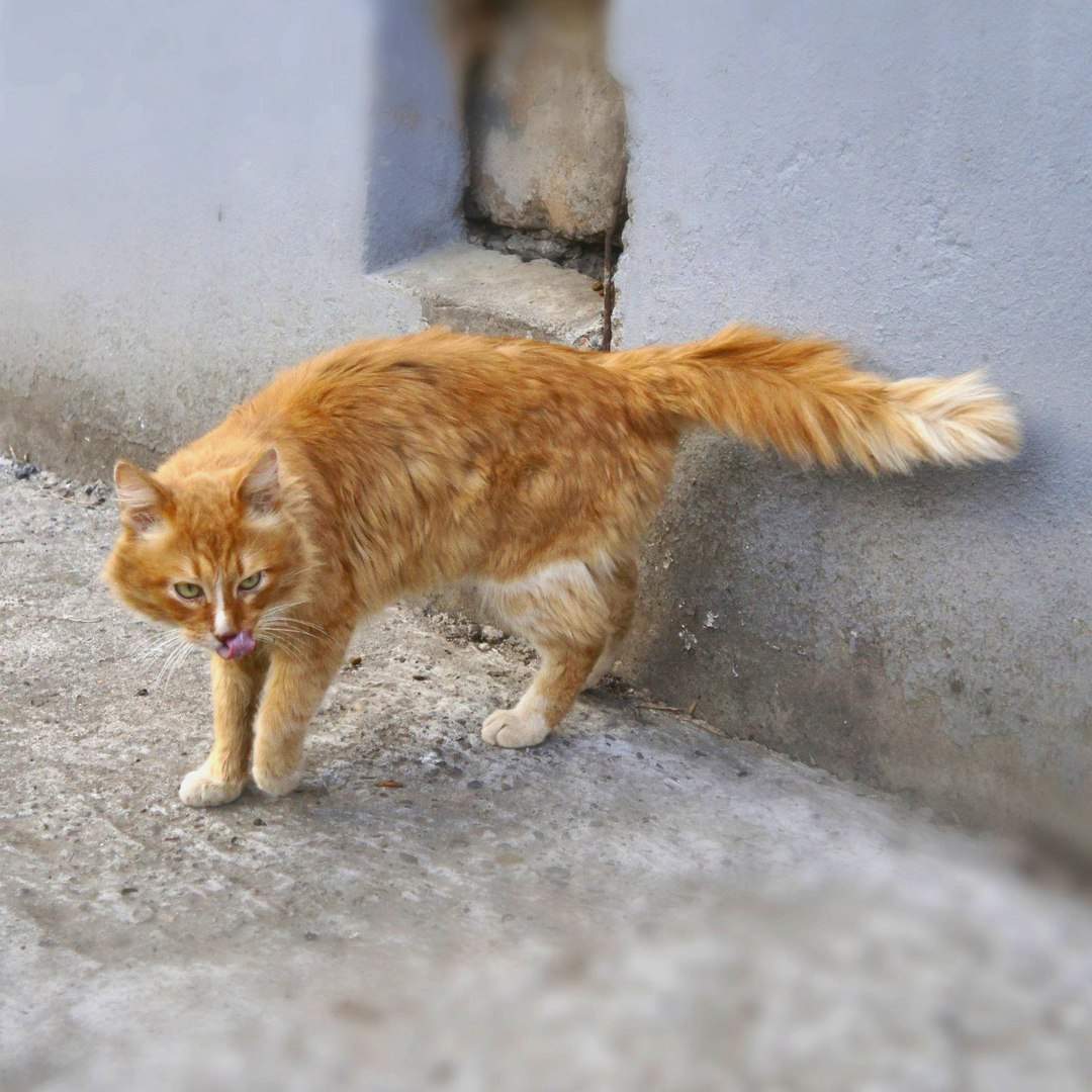 Тощий кот