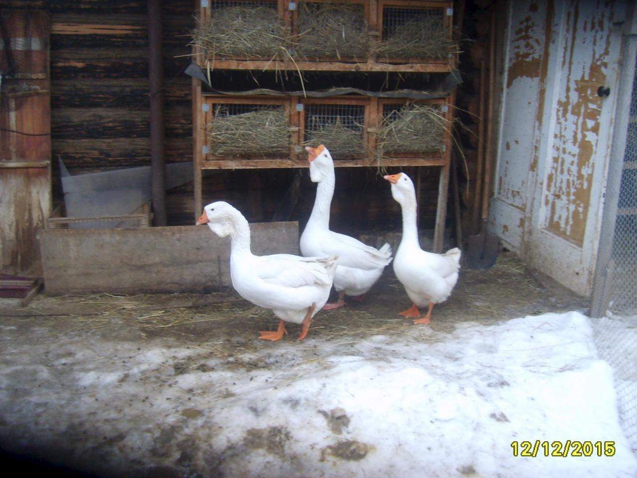 Купить Нильского Гуся На Авито Орловская