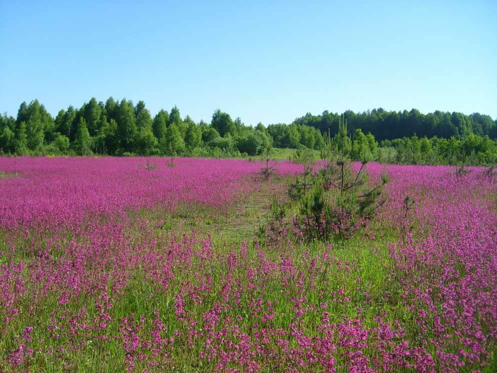 Смолка обыкновенная Viscaria vulgaris