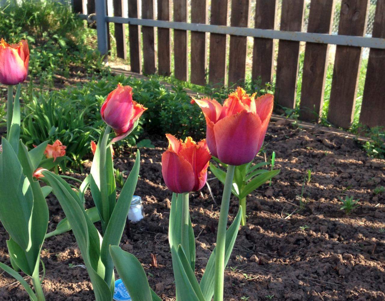 Чтоб тюльпаны стояли долго что нужно сделать. Тюльпаны с ирисами и нарциссами. Тюльпан Нарцисс Ирис лепестки. Тюльпаны в саду. Тюльпаны в огороде.